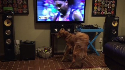 Tennis obsessed dog watches the US Open