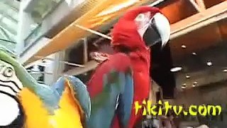 Birdguy Hawaii - How To Tell Parrots and all kine Birds, Apart.