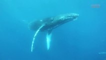 Espírito Santo terá observação de baleias jubarte