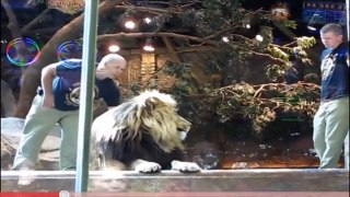 Las Vegas lion attack caught on camera