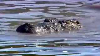 Crocodile Attacks Lion in Water Caught on Video 2015