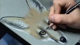 Colored pencil fox portrait progression