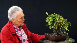 INTERNATIONAL BONSAI ACADEMY with Walter Pall 2013 - Case Study 8/ Picea and a little Carp