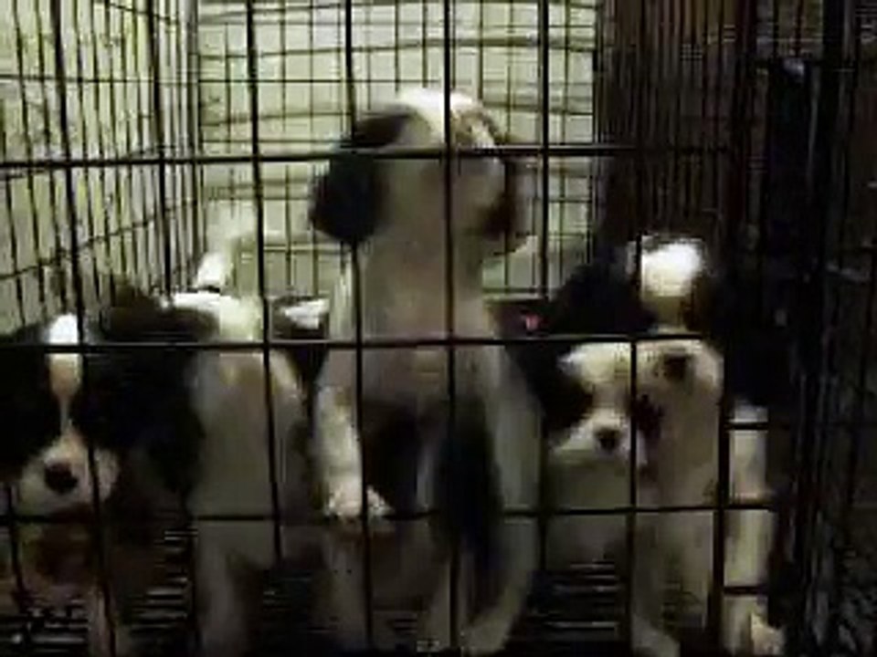 Puppies Gone Crazy!