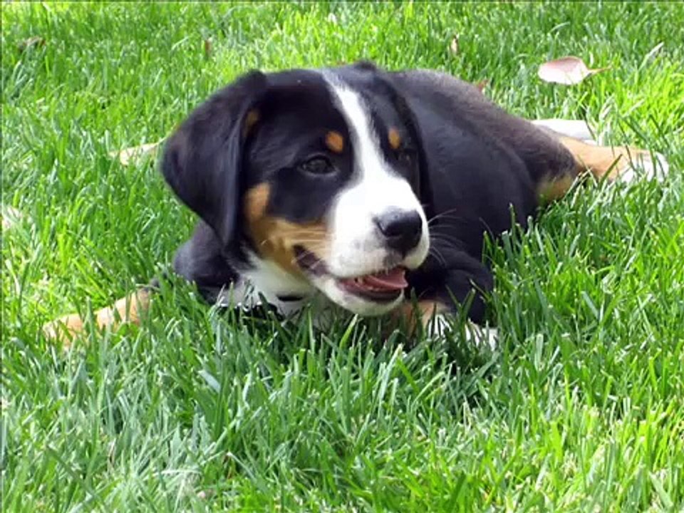 Bozley-our new baby