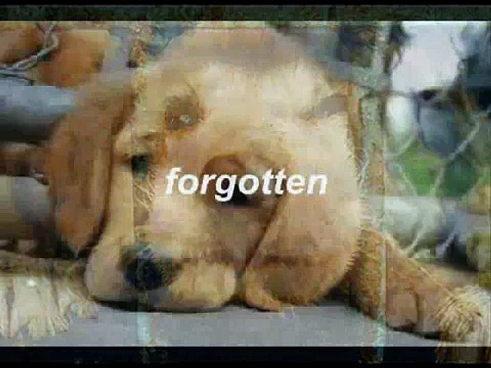 Motivational Pet Adoption Video! CLICK TO SUPPORT US!!