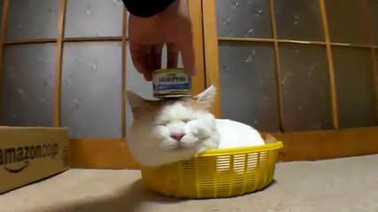 Lazy Cat Just Doesn't Care