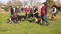 Addestramento cani roma lazio ardea pomezia conduttoricaniservizio.it mp4