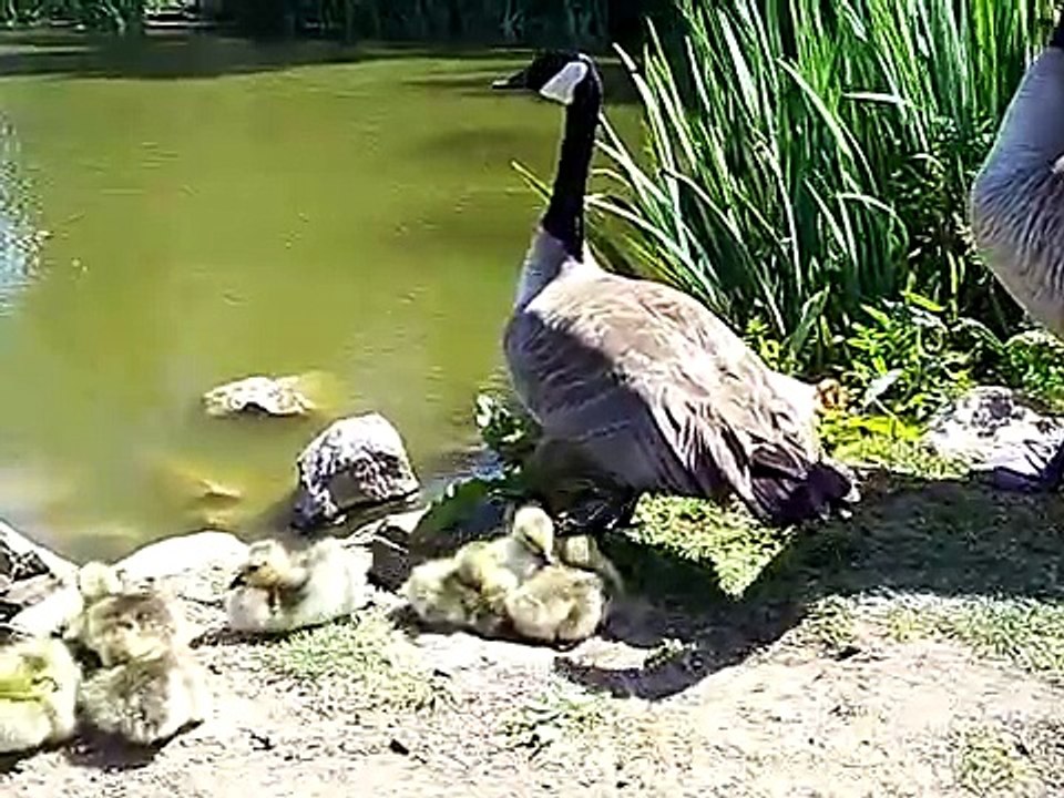 Canada Gosling's, eh!