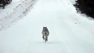 running with the wolf