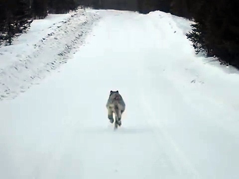 running with the wolf