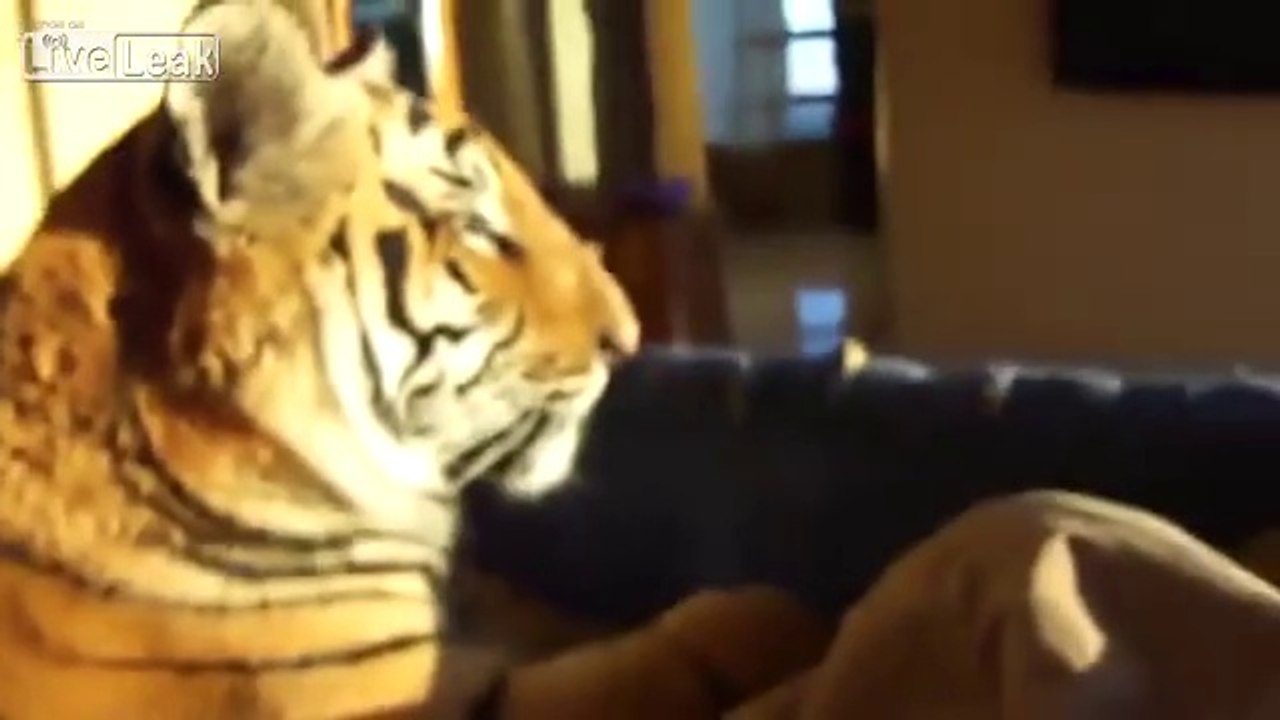 Pet Tiger Like a Cat