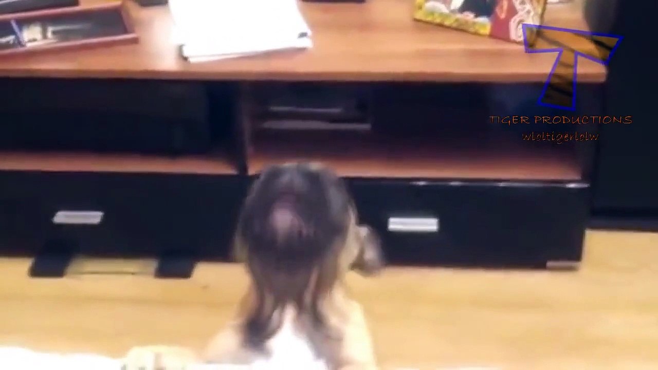 Cute puppies barking and talking   Funny dog compilation | funny dog and baby videos