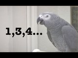 Counting - Einstein the Talking Texan Parrot