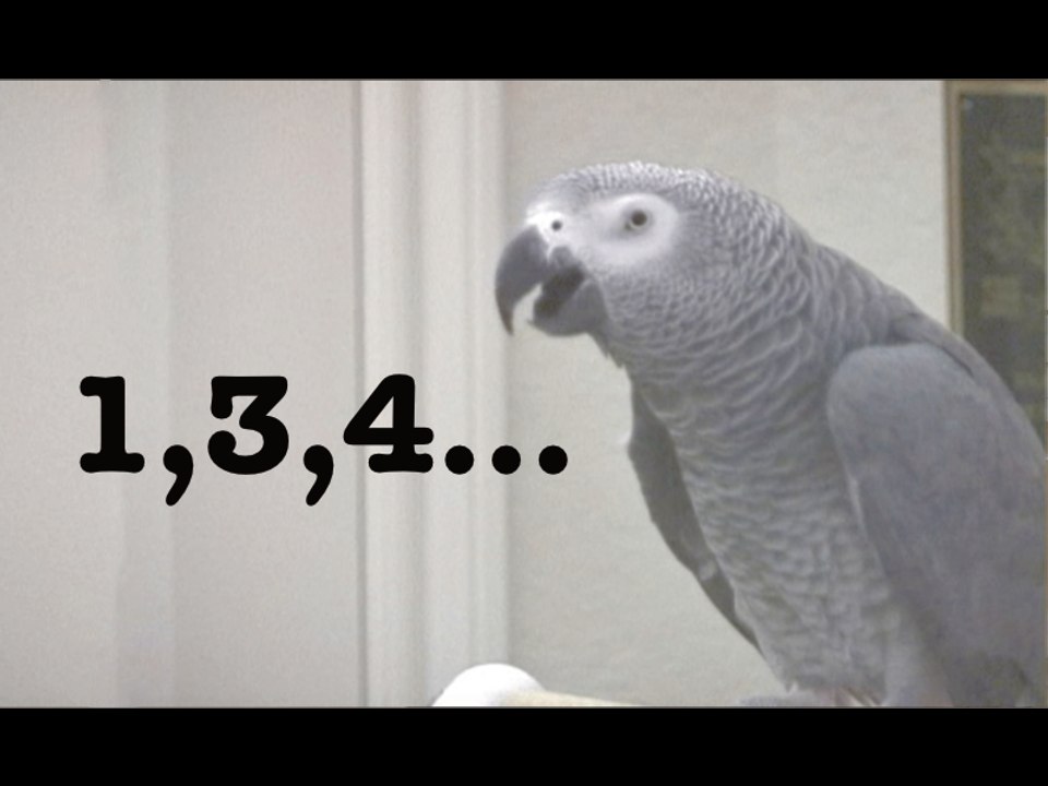 Counting - Einstein the Talking Texan Parrot