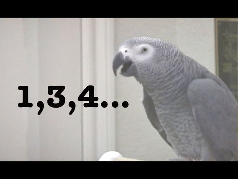 Counting - Einstein the Talking Texan Parrot