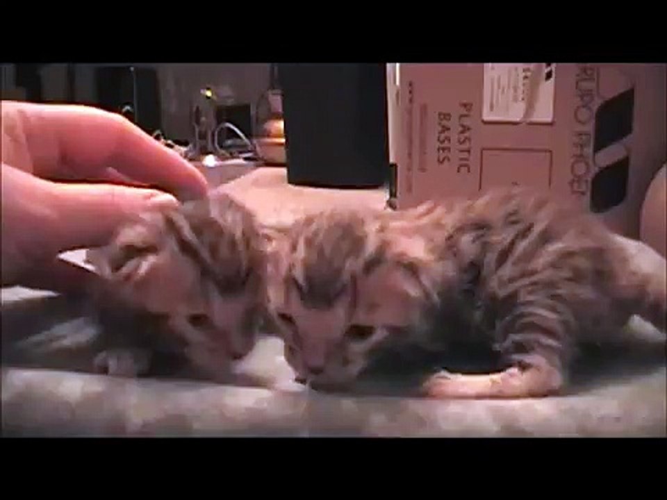 Cleyed the Cyclops Kitten's Sisters - Help Name Them