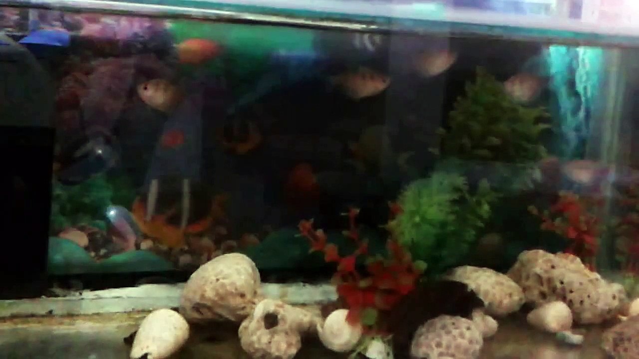 black skirt tetra 02