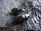 Hirschkäfer (lucanus cervus) findet Partnerin