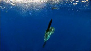 Blue whales Dorado Risso Dolphin and Sunfish