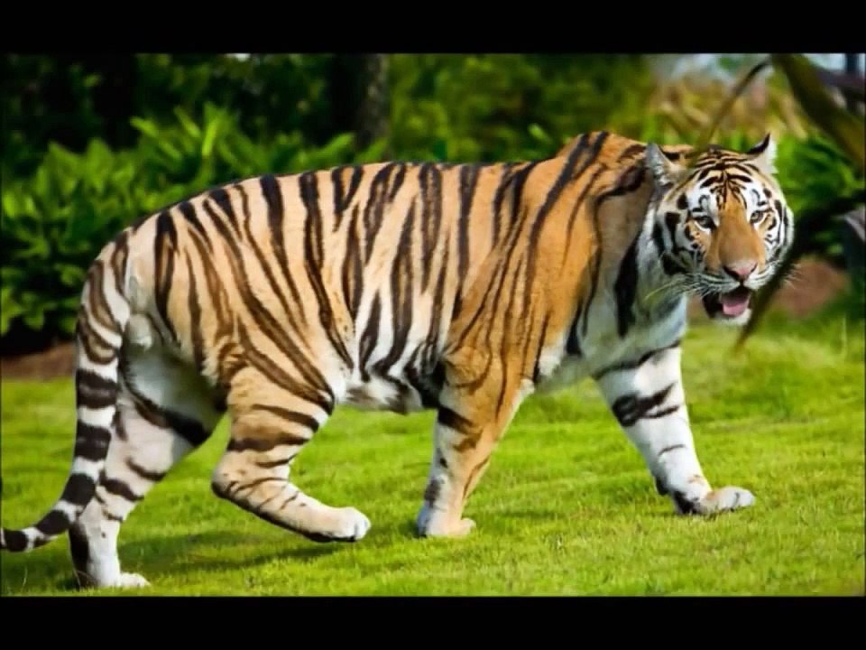Sonidos de Animales para bebes Aprende los Anim...