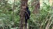 Zwarte specht (Dryocopus Martius) op zoek naar voedsel (Black woodpecker)