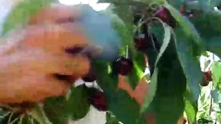 fruit picking in australia