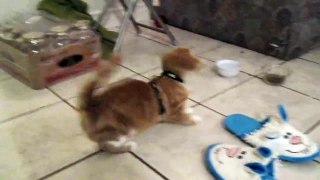 Kitten Pippy flips out wearing her new cat harness