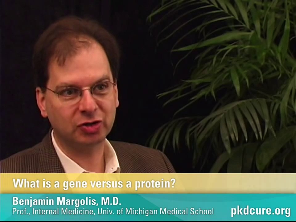 What is a gene versus a protein