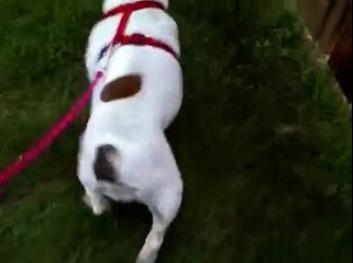 Tillie Mae steppin out!!