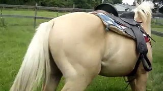 Breaking a horse