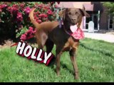 *ADOPTED* Holly 5291296 Humane Society Colorado Adopt
