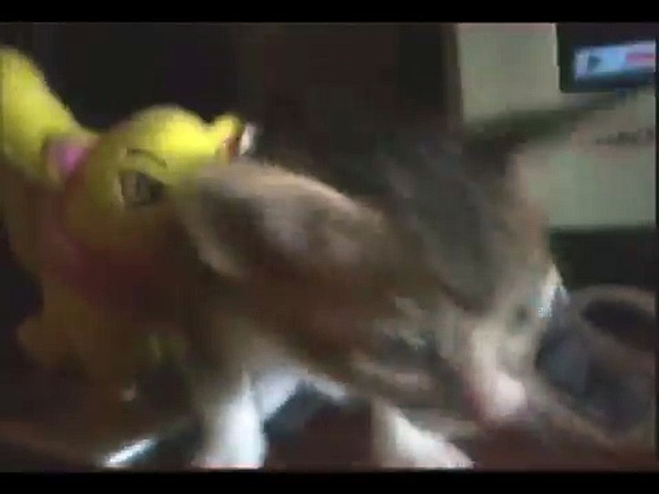 Paye's first time with I can has cheezburger video