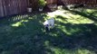 Pug survives air to ground missile!