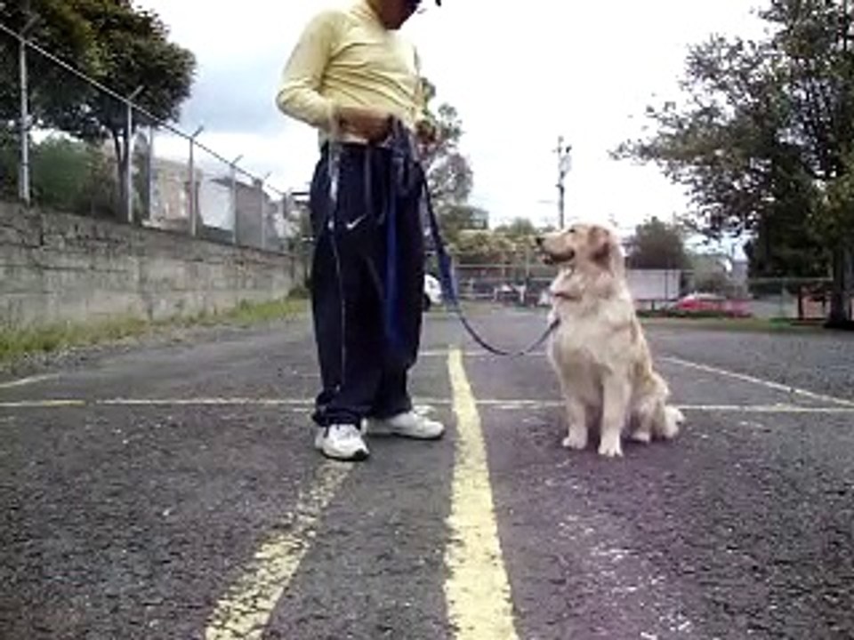 WINSDOG no puedes ponerle la correa??? intenta esto!!