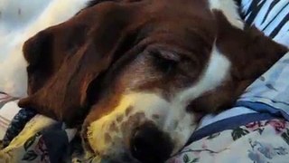 basset hound dreaming