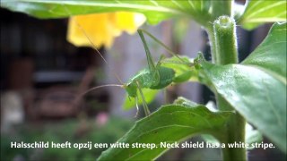 Struiksprinkhaan, Leptophyes punctatissima, Speckled bush-cricket: close-up.