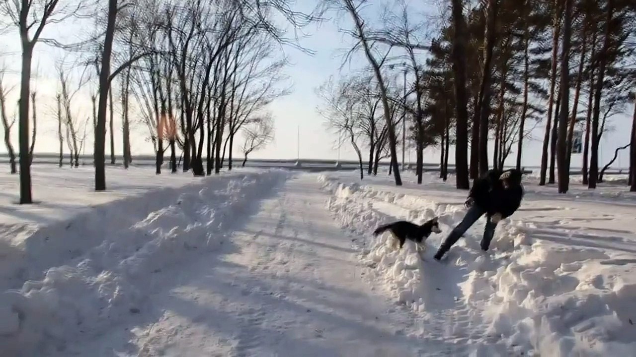 Husky Ice