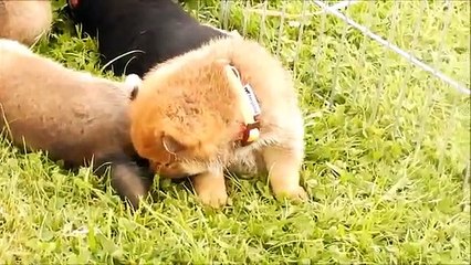 Lee Jin et les chiots shiba