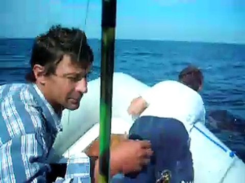 Delfines en Necochea