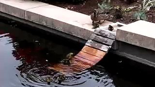 Duck protects baby ducks from turtle