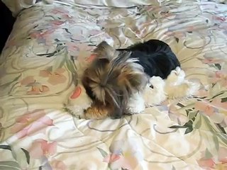Tory the Yorkie loves her Bunny
