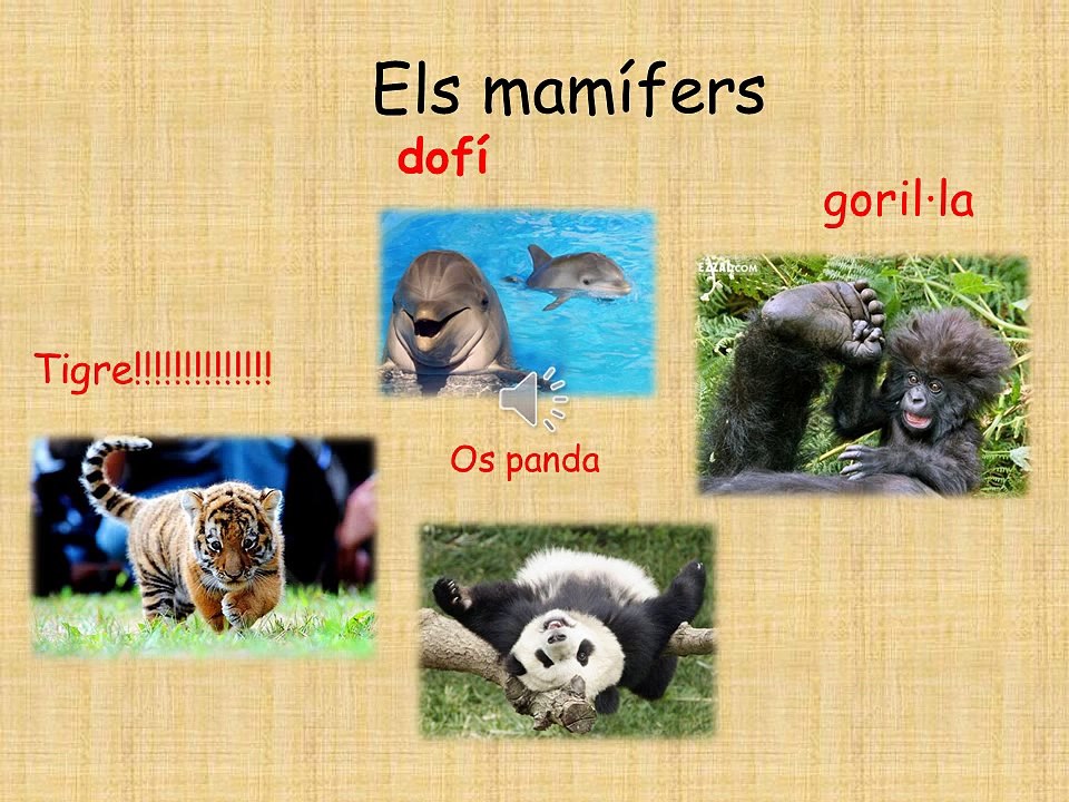 animals vertebrats i invertebrats d'en Roger