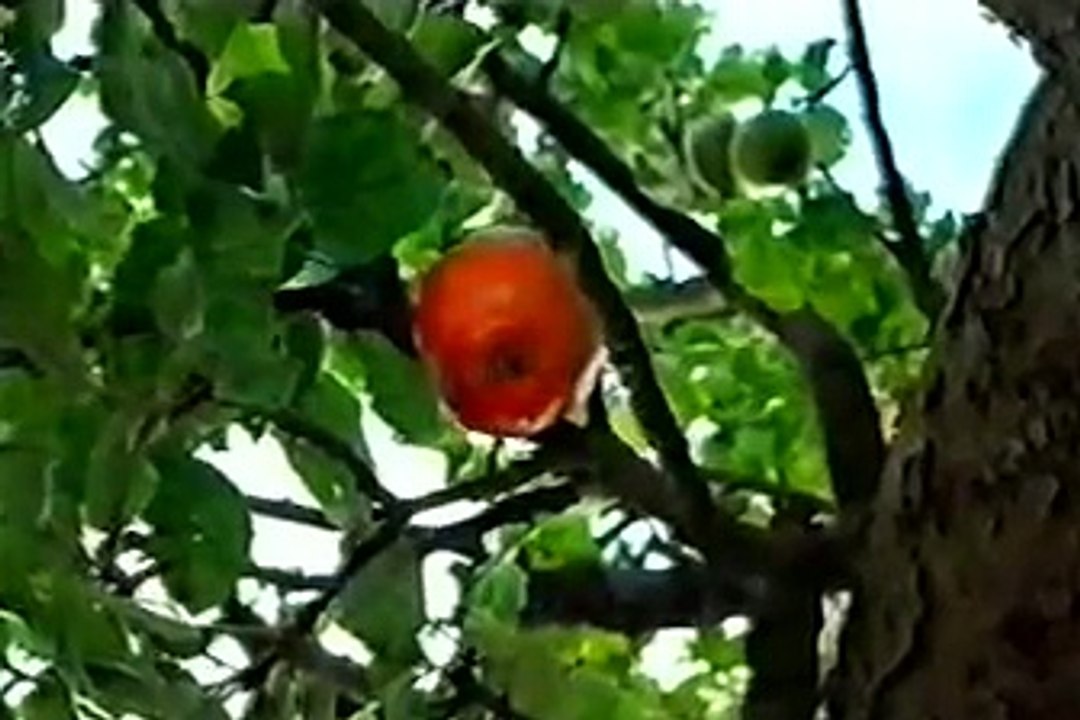 Isaac Newton - Rejector of The Trinity believer in one God - Full documentary 58mins