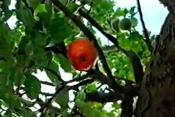 Isaac Newton - Rejector of The Trinity believer in one God - Full documentary 58mins