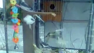 Cockatiel flight cage