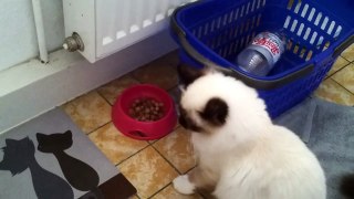 It seems this Birman Cat doesn't like Its food / Heilige Birma Katze ist mit ihrem Essen unzufrieden