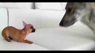 Funny Dogs. A Funny, Ultimate Dog Video vines #20