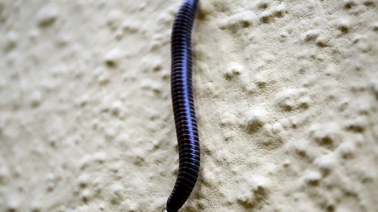 Millipede Closeup