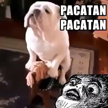 Un chien fait du cheval à bascule